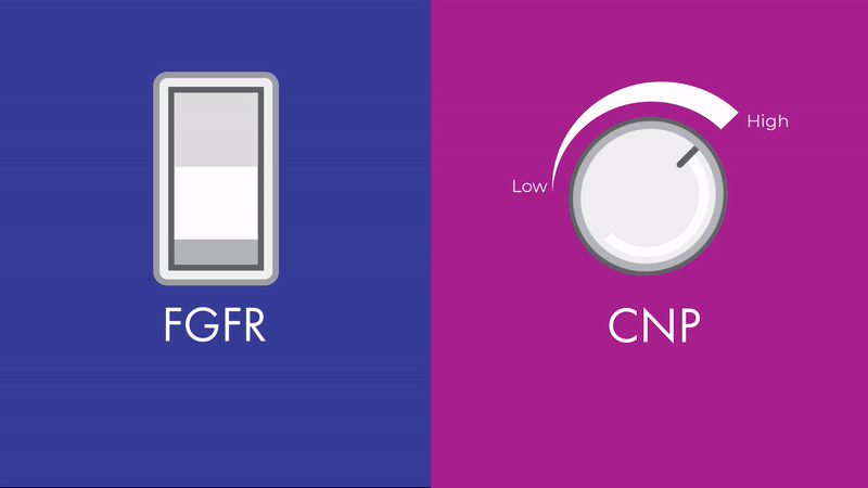 Animation showing how FGFR, the receptor involved in bone growth, operates like an on/off switch, compared to CNP, a master regulator of bone growth, which can be fine-tuned more like a dimmer knob.