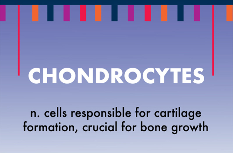 Chondrocytes: cells responsible for cartilage formation, crucial for bone growth