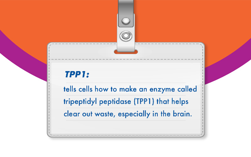 TPP1: tells cells how to make an enzyme called tripeptidyl peptidase (TPP1) that helps clear out waste, especially in the brain.