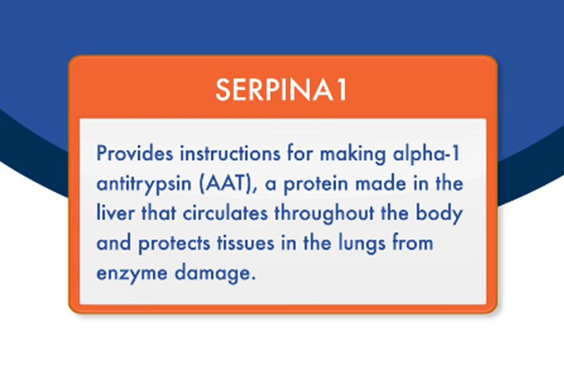 SERPINA1 provides instructions for making alpha-1 antitrypsin (AAT), a protein made in the liver that circulates throughout the body and protects tissues in the lungs from enzyme damage.