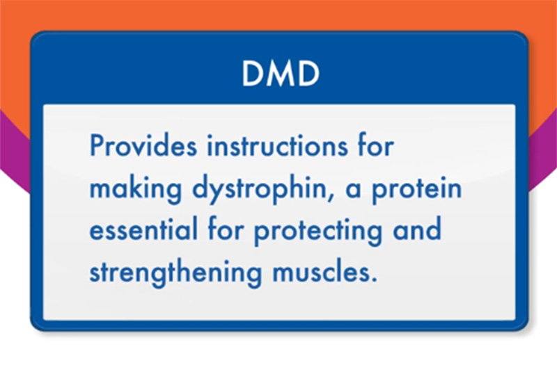 DMD: Provides instructions for making dystrophin, a protein essential for protecting and strengthening muscles.