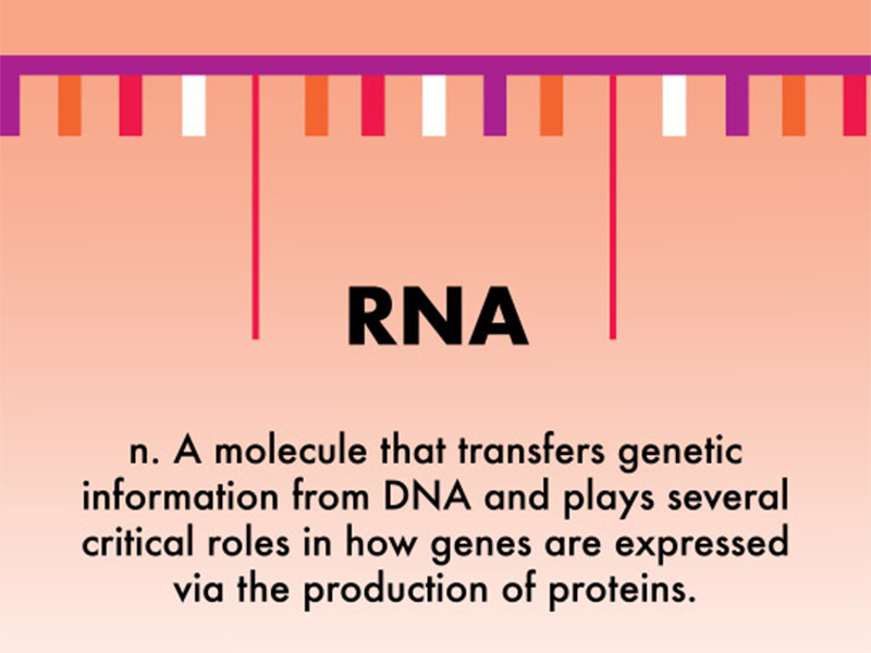 RNA: A molecule that transfers genetic information from DNA and plays several critical roles in how genes are expressed via the production of proteins.